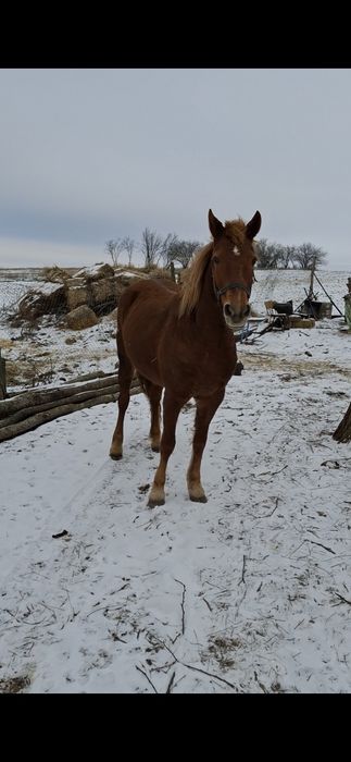 Продається Кобилка,  приблизно 9 років.