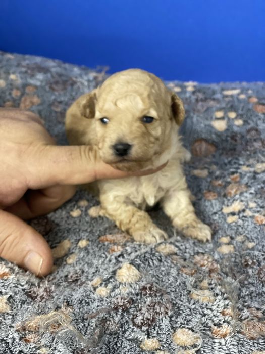 Lindo Puppy poodle toy procura nova familia!!!
