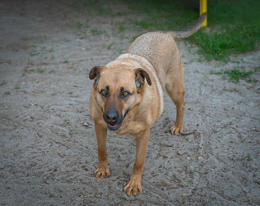 Oddam za darmo- Urocza Gajusia szuka domu
