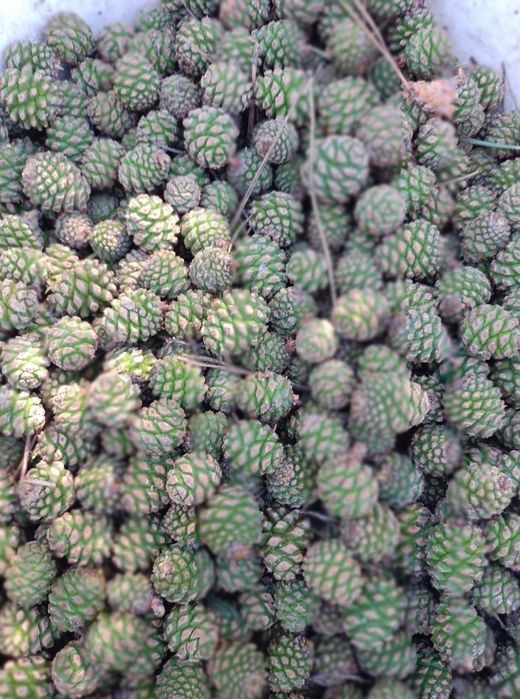 ОЛХ доставка.Зелена молода соснова шишка