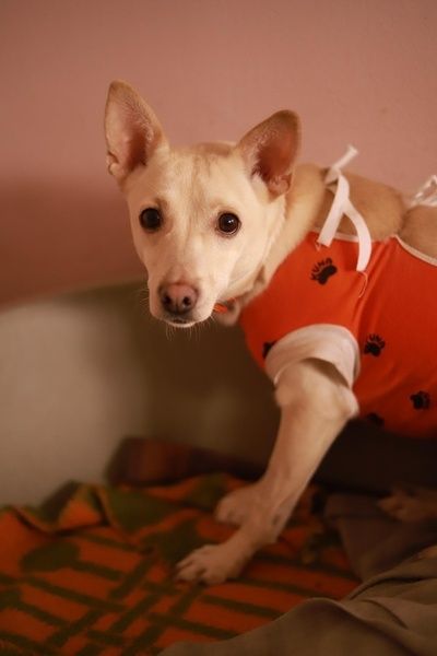 Kiara czeka na uśmiech od losu - chętnie przypilnuje podwórka