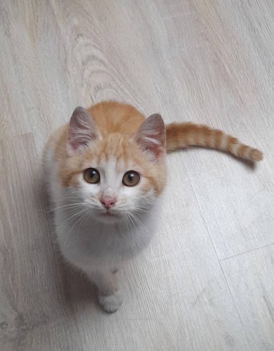 Do oddania mała kotka