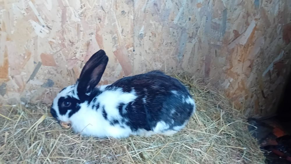 Sprzedam królika samca