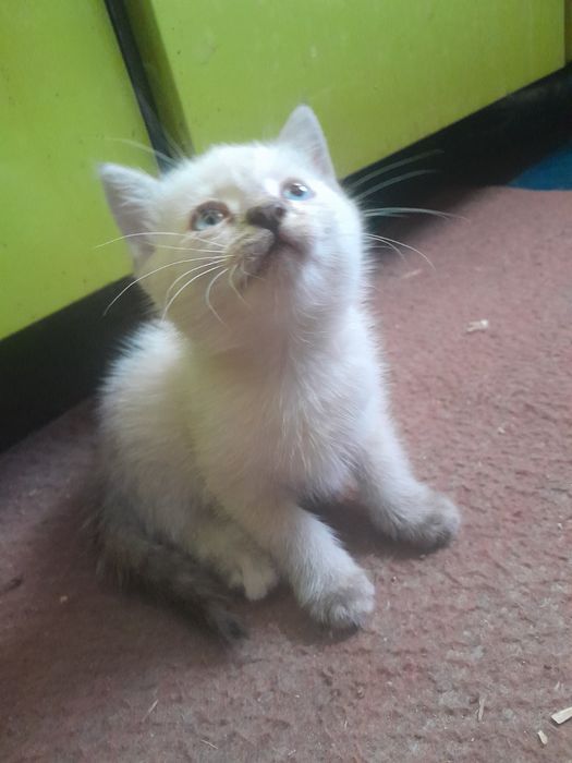 Котята бесплатно