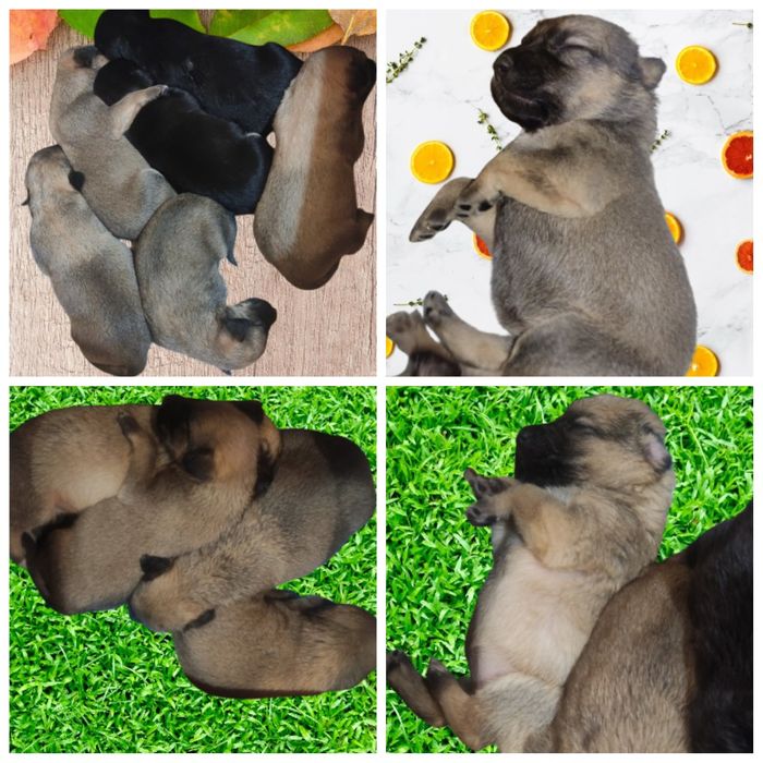 Щенки ищут дом бесплатно