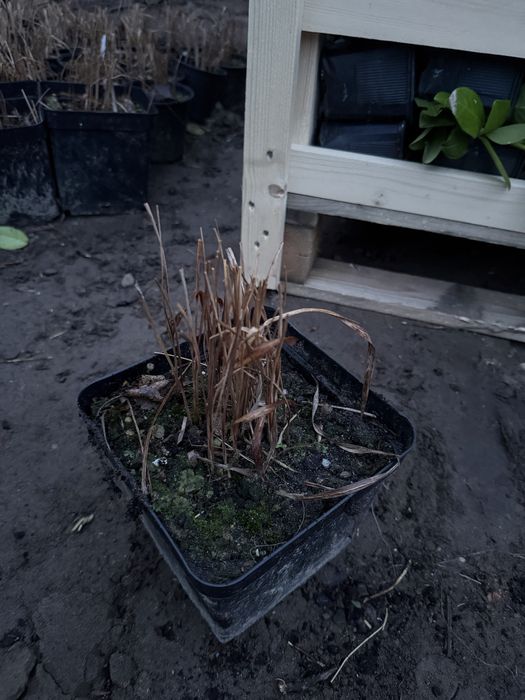 imperiata cylindryczna red baron 2 litry doniczka