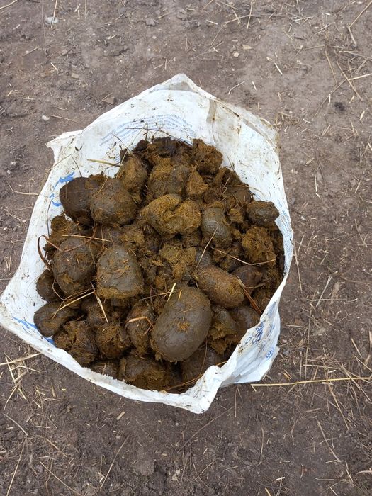 Obornik koński 100%