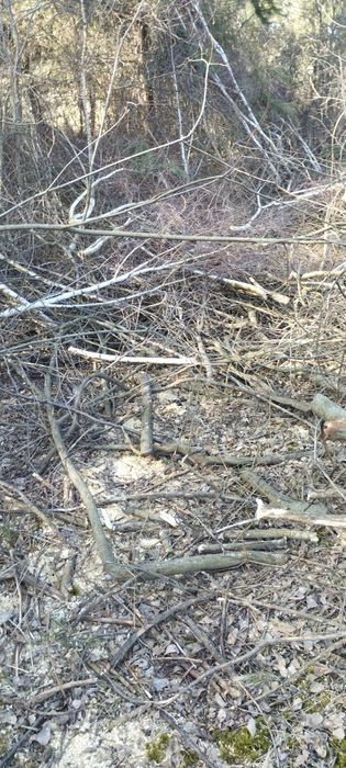 Drewno opałowe gratis