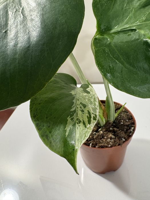 Monstera bulbasaur mutation