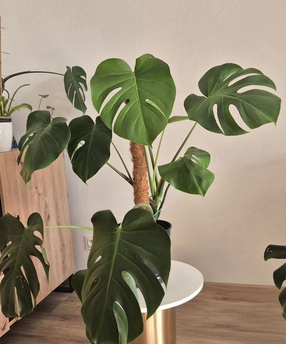 Monstera średnica 23cm, wysokość 65cm