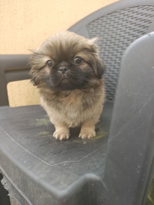 Pequines / Pequinois macho puro