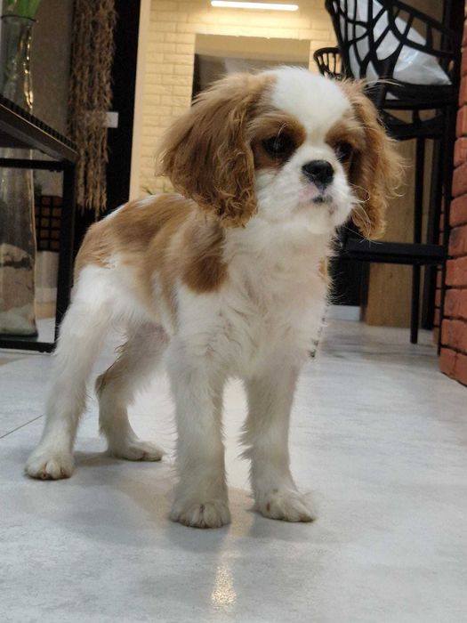 Cavalier King Charles Spaniel