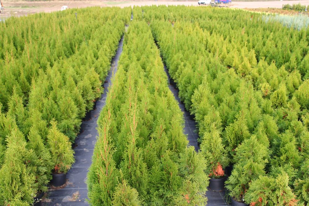 Thuja Smaragd wys  100-120 cm doniczka 3l