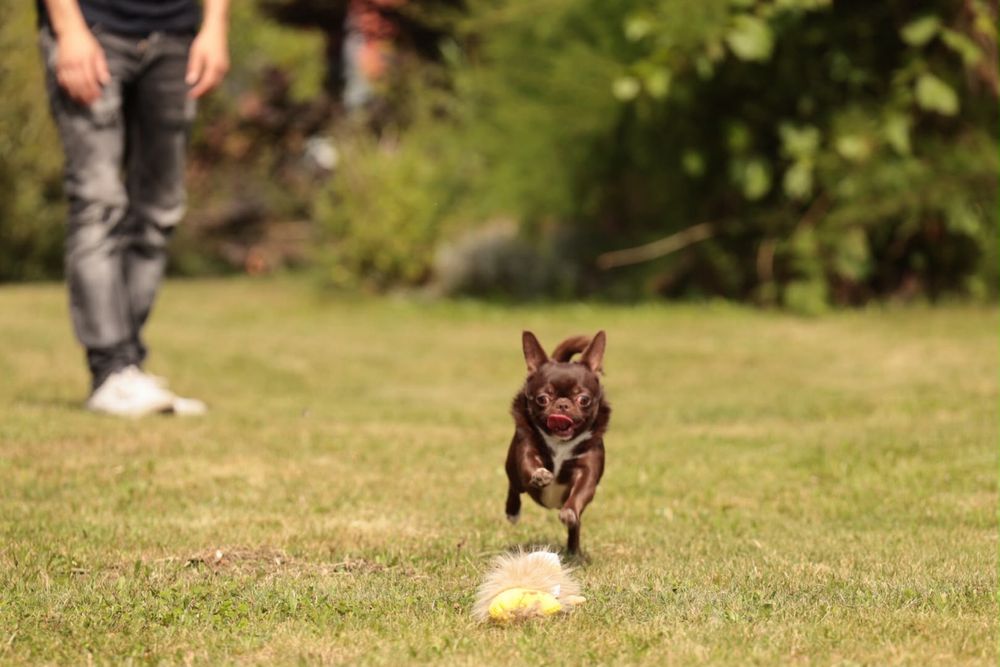 Chihuahua krotkowłosy pies reproduktor