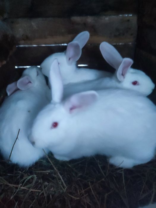 Чудові Кролики Панон