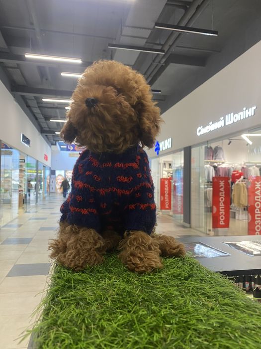 Той пудель хлопчик без білих плям вакцінація батьки в стандарті тойййй