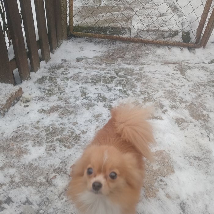 Чудовий шпіцик(хлопчик)