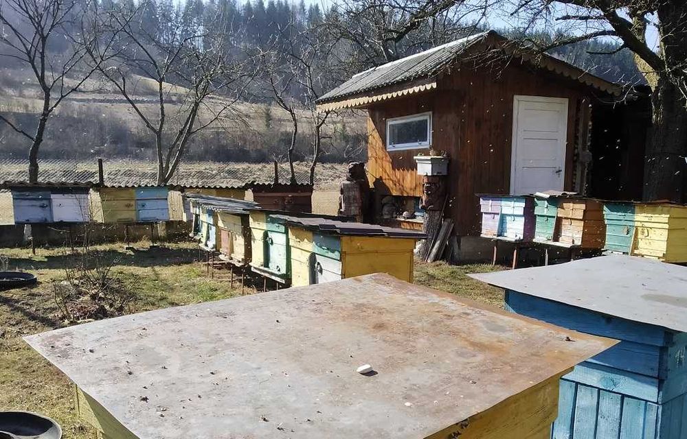 Продам бджолопакети