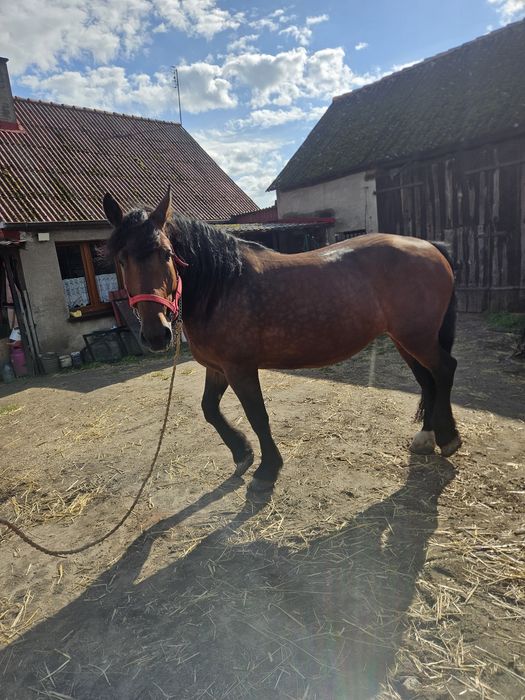 Klacz zimnokrwista