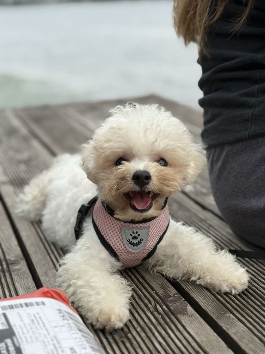 Хлопчики Бішон Фрізе. Бишон Фризе. Київ. Бориспіль