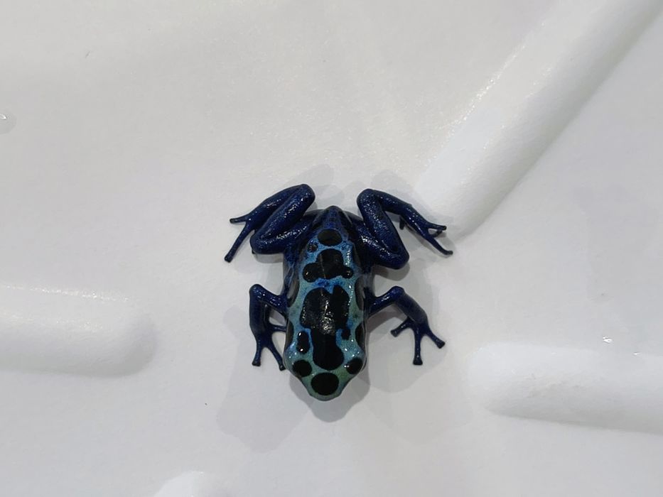 Dendrobates Tinctorius Azureus młode osobniki