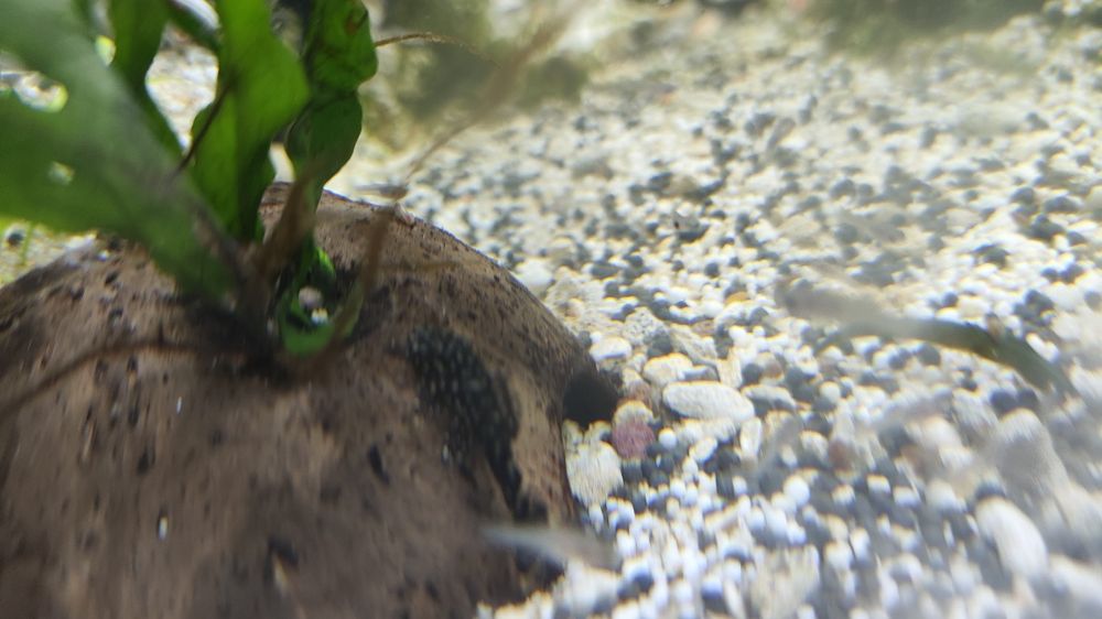 Ancistrus juvenis e adultos