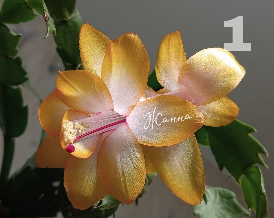 Білі шлюмбергери, вкорінені живці.