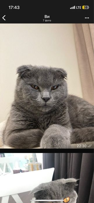 Кіт британець весловухий стерелізований