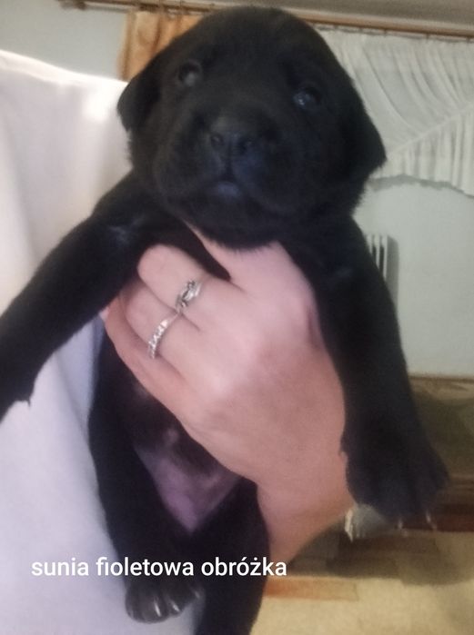 Szczeniaki Labrador Retriver