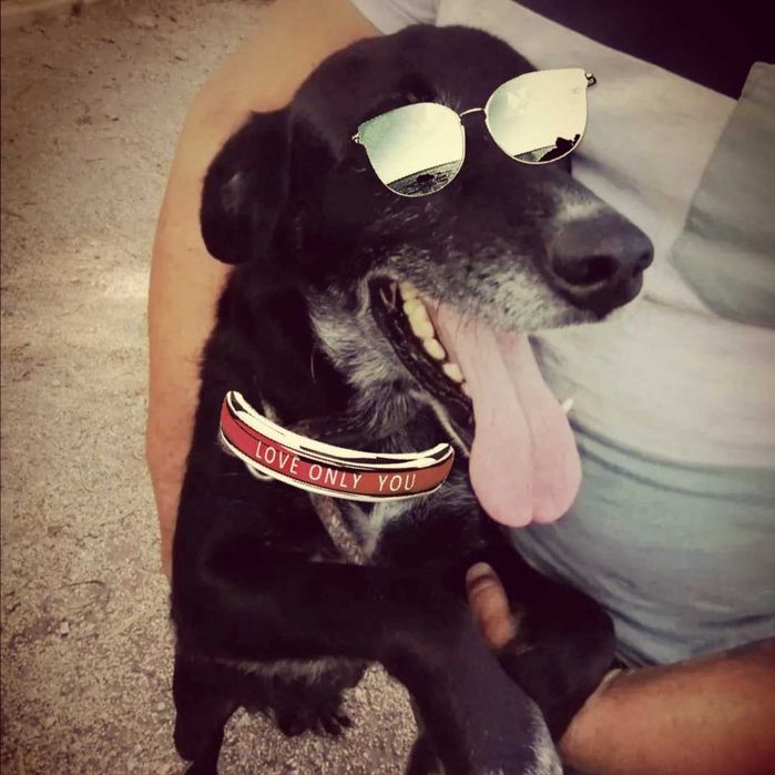 Cão super fixe cruzado de labrador para adopção responsável Benavente ...