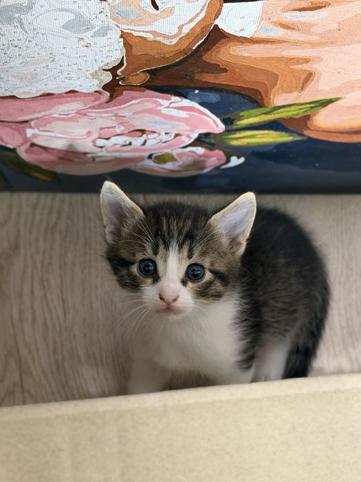 Віддамо кошенят