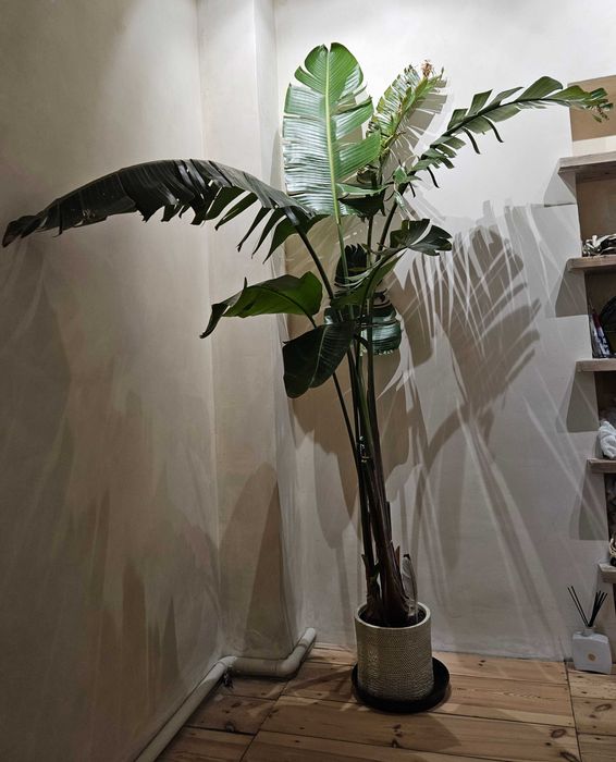 piękna i duża strelicja biała 260cm