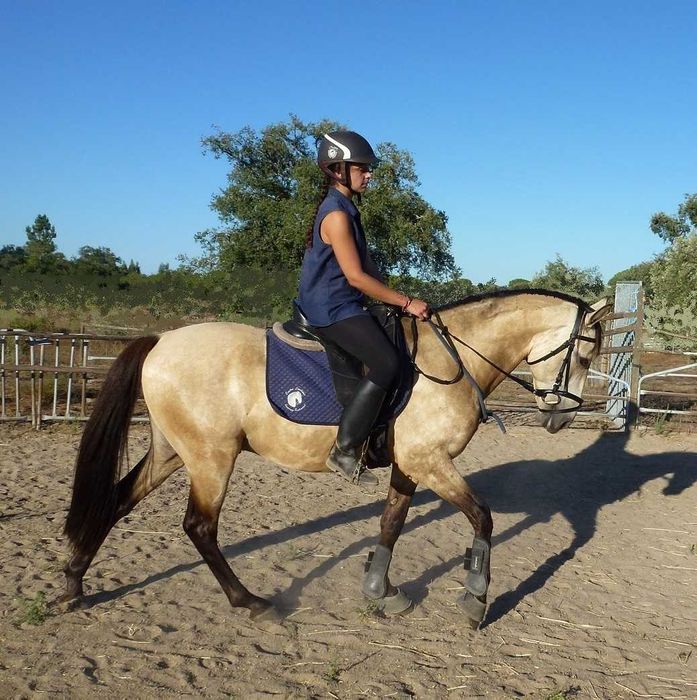 Lindo D-pony baio "Poneì Português"