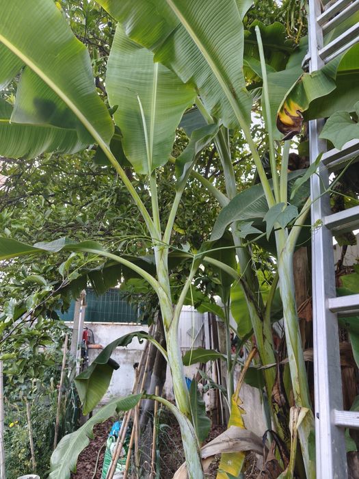 Bananeiras maçã e bananeiras figo