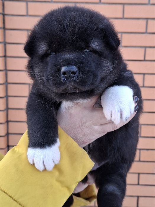 Мальчики и девочки американской акиты.