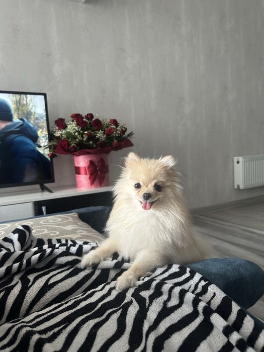 Продам чихуахуа и шпица