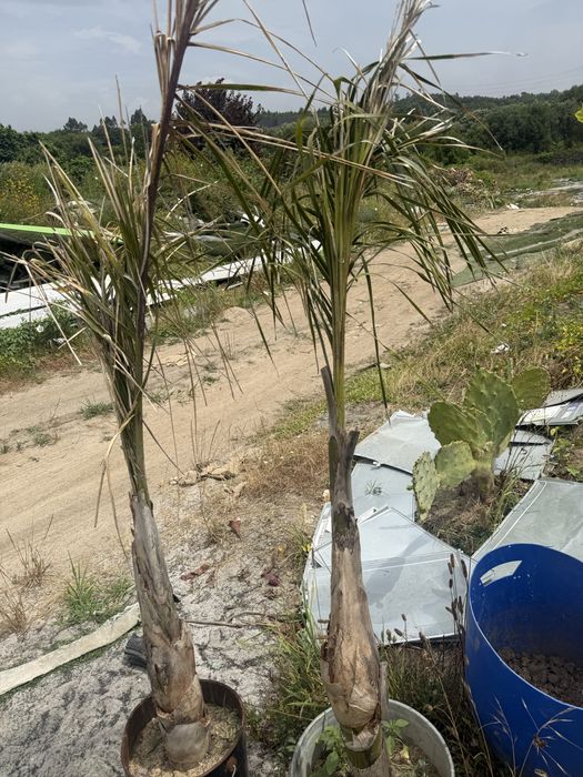 Planatas teopicais