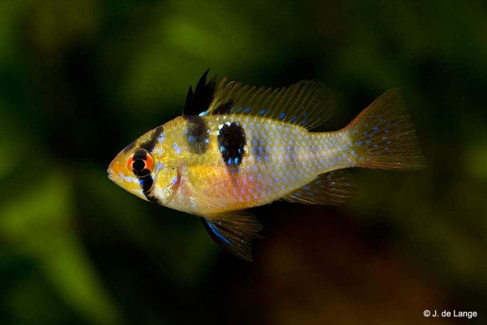 Pielęgniczka ramireza