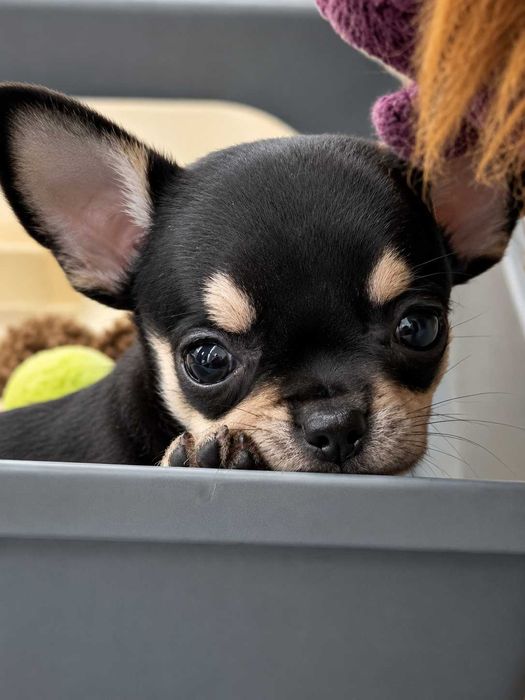 Chihuahua miniatura menino pelo curto
