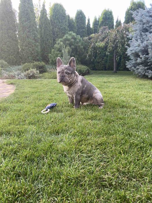 В’язка французського бульдога