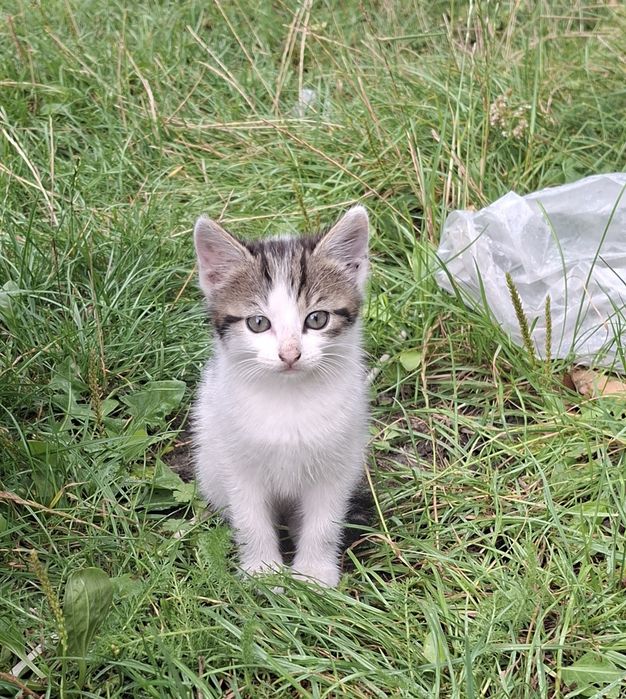 2 czarno białe małe kotki do oddania do adopcji  kocur i kotka