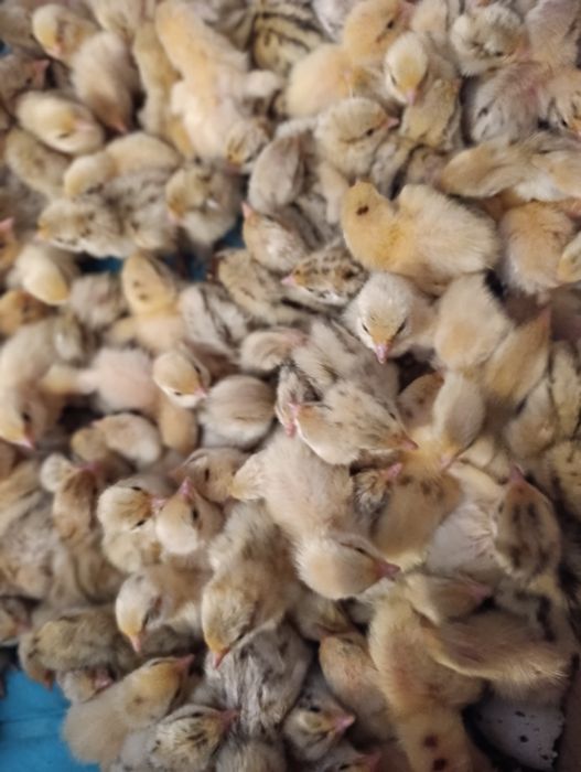 Перепілка добова !Суточные перепела!  19грн./шт.