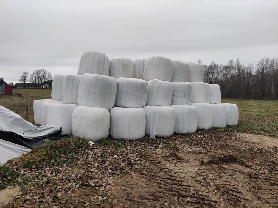 Sianokiszonka 2 pokos 2025 po Claas 250