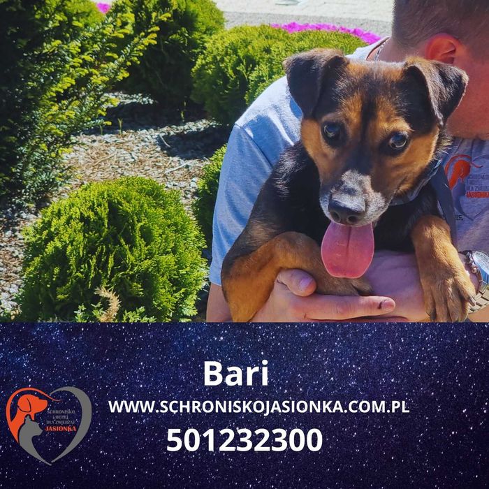 BARI do adopcji – Schronisko Jasionka