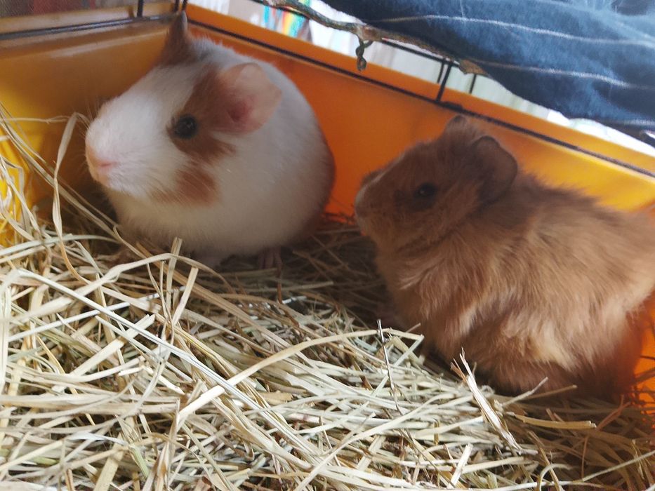 Продам морських свинок