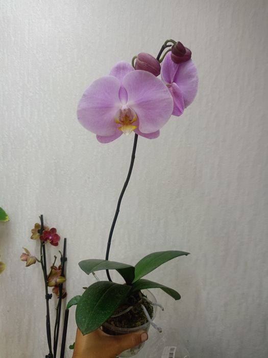 Домашня квітуча орхідея метелик, рожевий антуріум, драцена Лемон