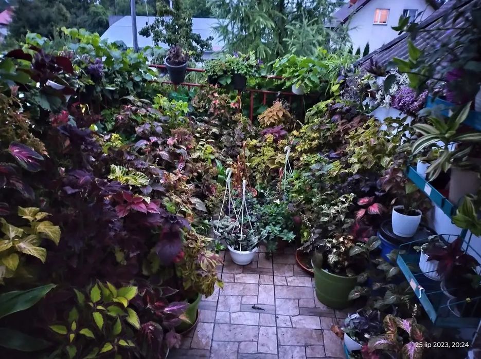 Nasiona koleusa/pokrzywki