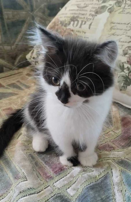 Грайливі, ласкові кошенята в добрі , надійні руки