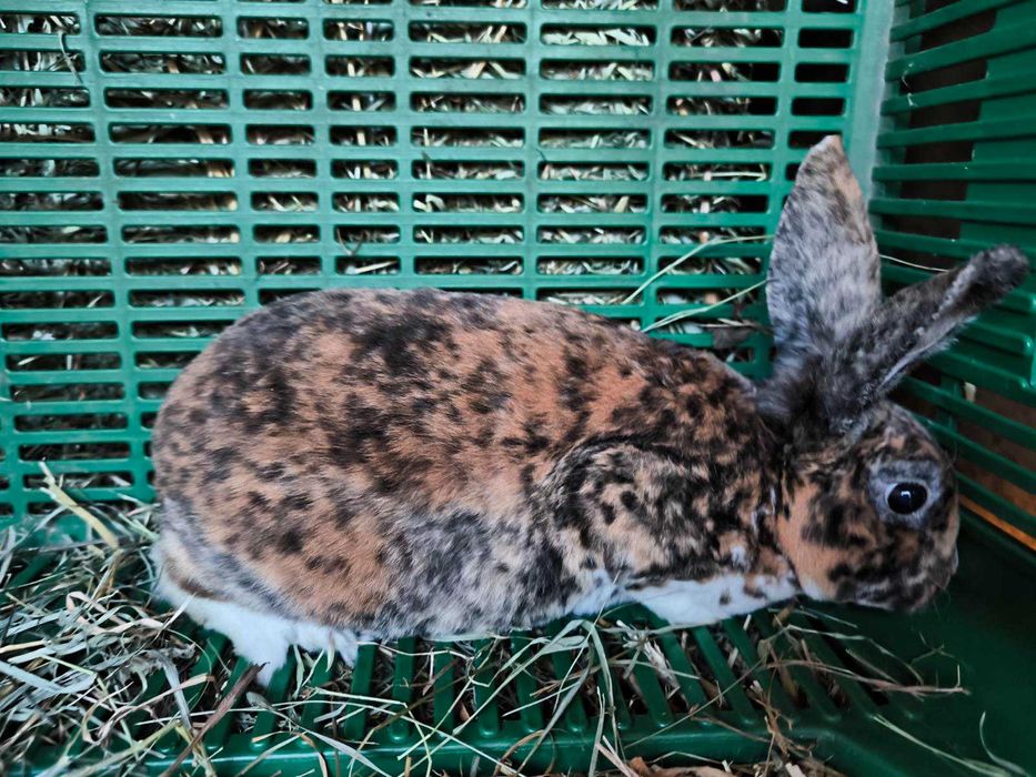 Króliki rex gepard samiec