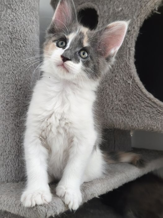 Maine Coon Mia mała dama